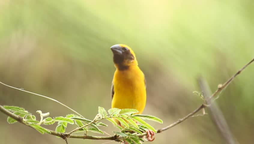 A weaverbird on branch