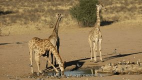 Giraffes (Giraffa camelopardalis) drinking water at a waterhole, Kalahari, South Africa