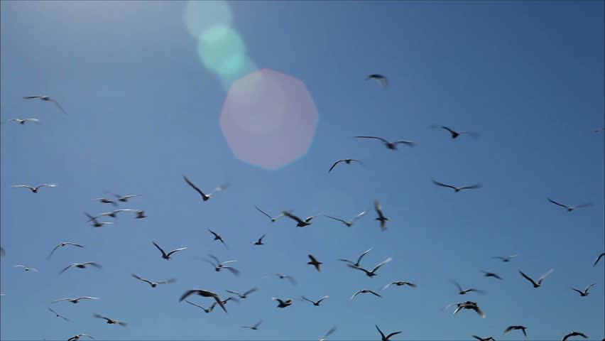 Hundreds of Birds Flying in Stock Footage Video (100% Royalty-free ...