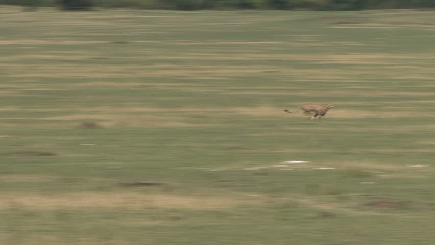 A cheetah chases and kills a gazelle in the Masai Mara, Kenya, Africa.