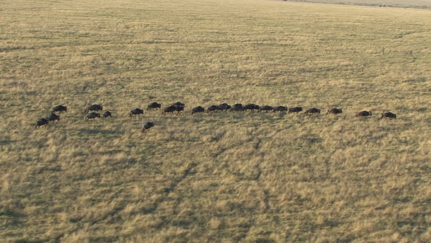 A line of wildebeest as seen from a hot air balloon in Kenya, Africa.