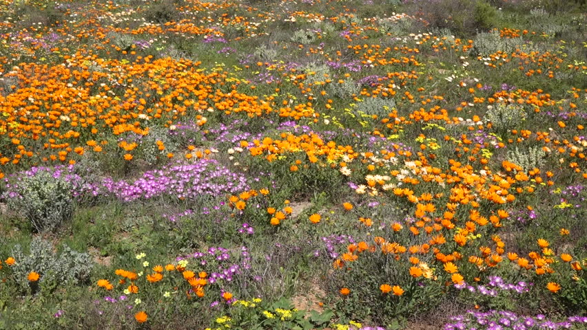 Brightly Colored Wild Flowers Waving Stock Footage Video (100% Royalty 