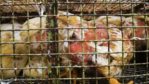 Chickens transport in cramped cage on a pickup