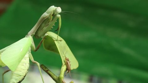 Green mantis hunting a cricket