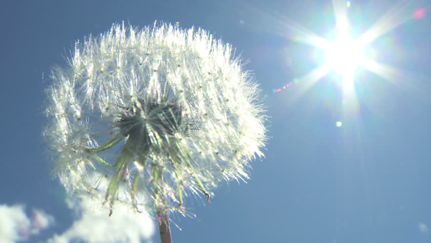 Dandelion blow ball with the sun