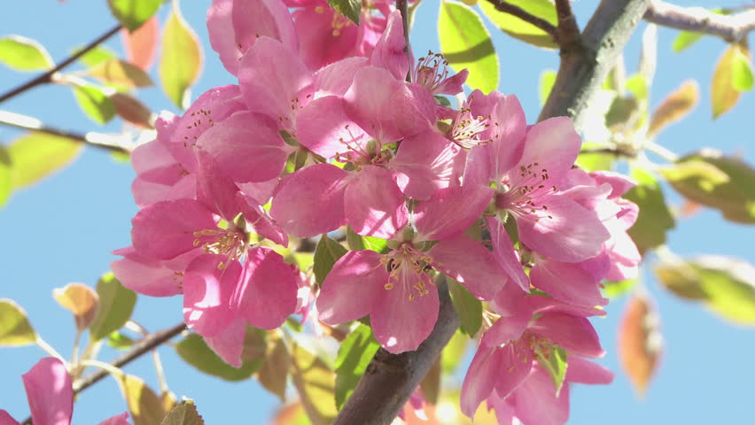 Pink apple blossoms in the springtime