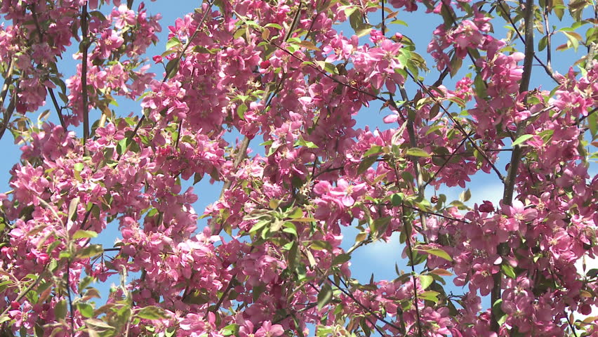 Pink apple blossoms in the springtime