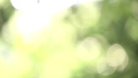 Beautiful blurry sunshine through green leaves of summer tree. Nature background. Real time full hd video footage.
