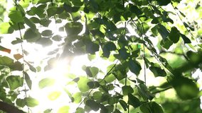 Beautiful sunshine through green leaves of summer tree. Nature background. Real time full hd video footage.