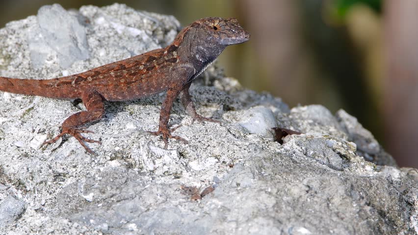 A brown Cuban Anole rests and suns himself on a rock.