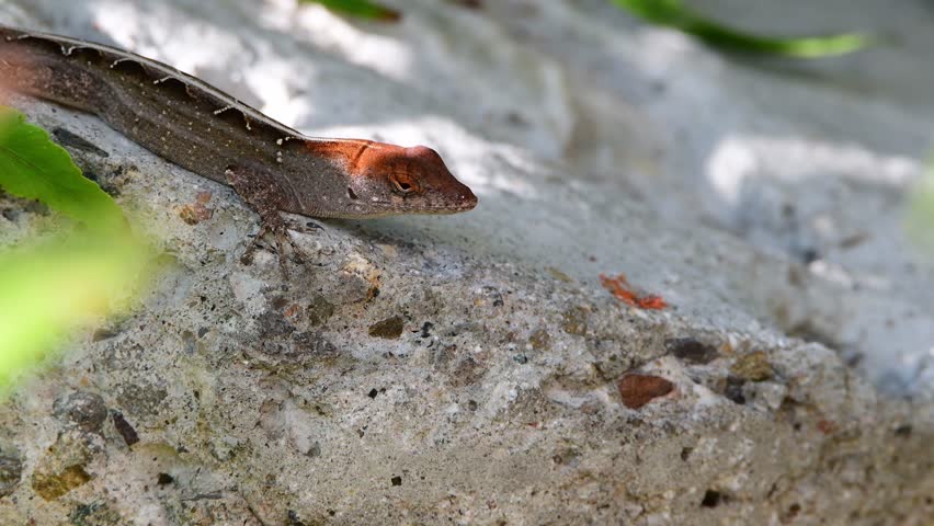 A brown Cuban Anole rests and suns himself on a rock.