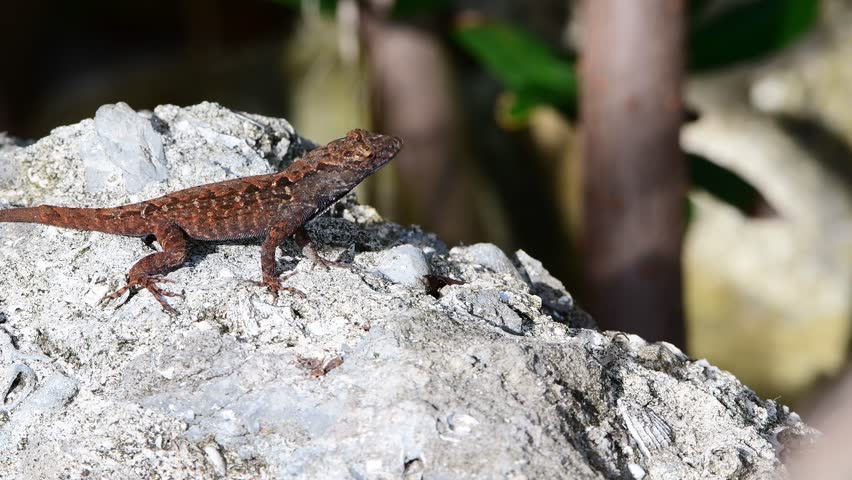 A brown Cuban Anole rests and suns himself on a rock.