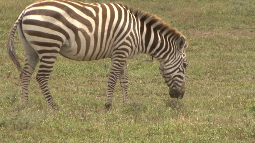 A Zebra has a poacher's snare around it's neck in Tanzania, Africa.