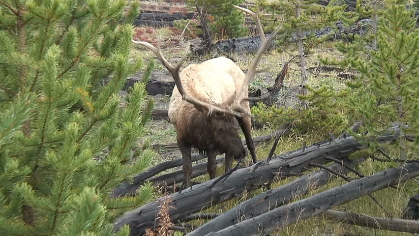 A Bull Elk bugles loudly at Yellowstone National Park.