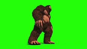 Bigfoot Sighting Eats Side Green Screen 3D Rendering Animation