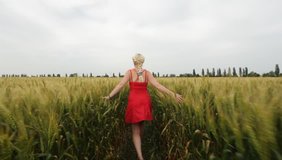 Woman with blonde hair in a red dress goes on a large field among plantations of wheat. hd video shot at sunset in early autumn