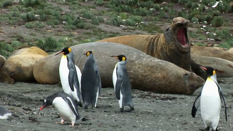 South Georgia and the South Sandwich Islands: king penguins and sea lions on seashore.
