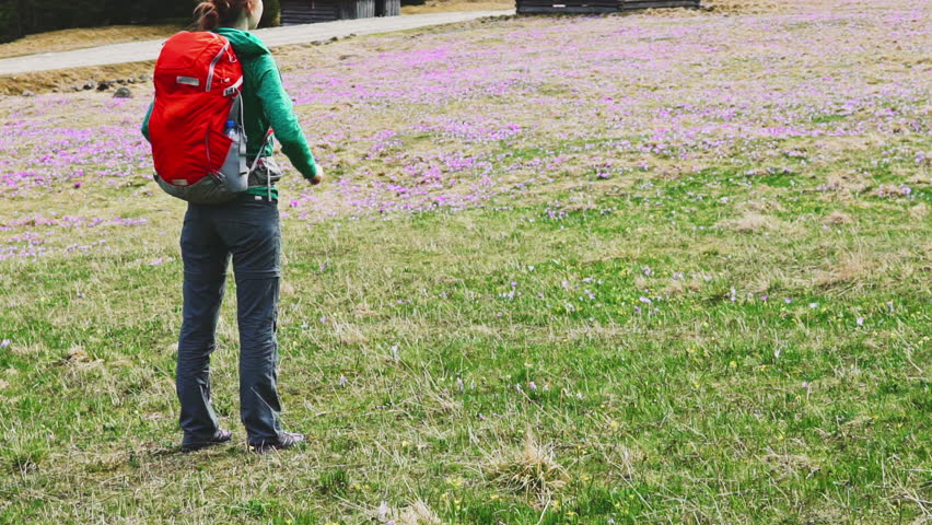Tourist woman on Violet crocus flowers field at spring time, natural floral seasonal background