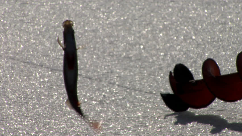 A newly caught perch