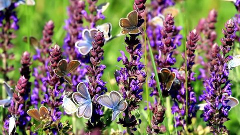 Many butterflies eating together on the meadow flowers