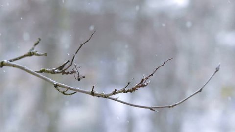A branch of rowan on a blurred background in the snow