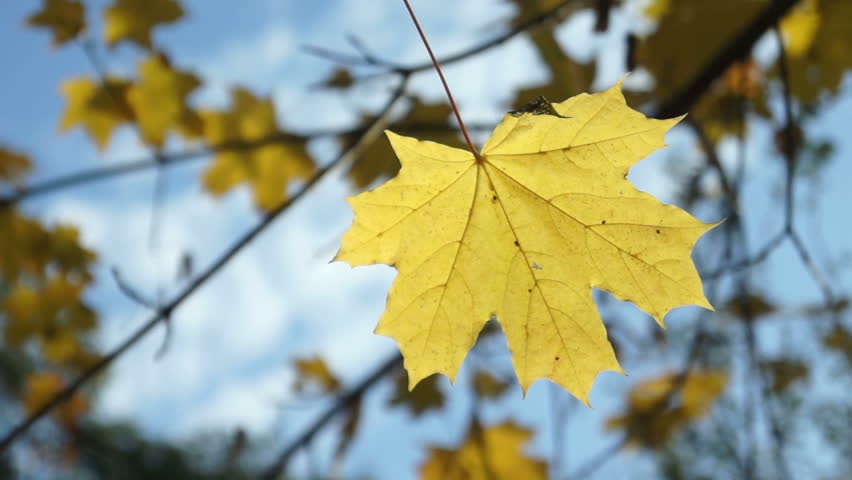 Leaf fall in the autumn city park. Beautiful background