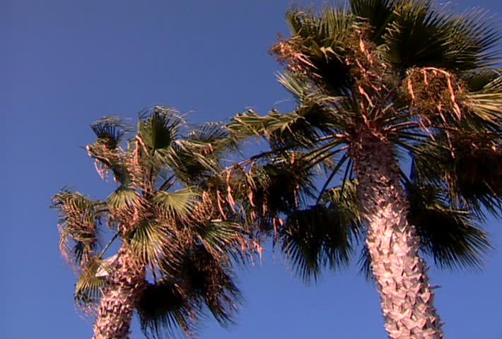 SAN DIEGO - Circa 2002: Skyline of downtown San Diego through two palm trees in 2002.