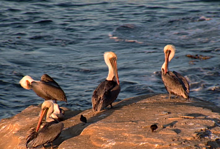 Pelicans in the San Diego harbor