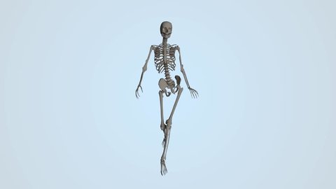 female body organs and skeleton with color background blue
