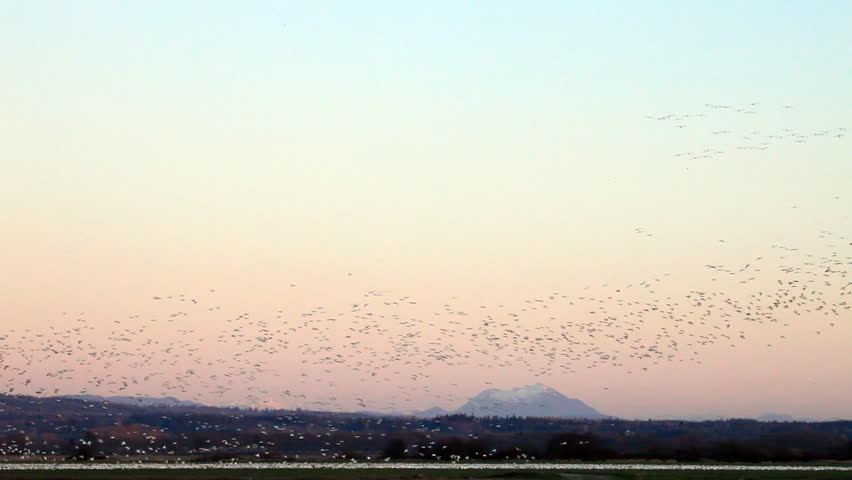 Flocks of snow geese in skagit valley, Washington State, USA