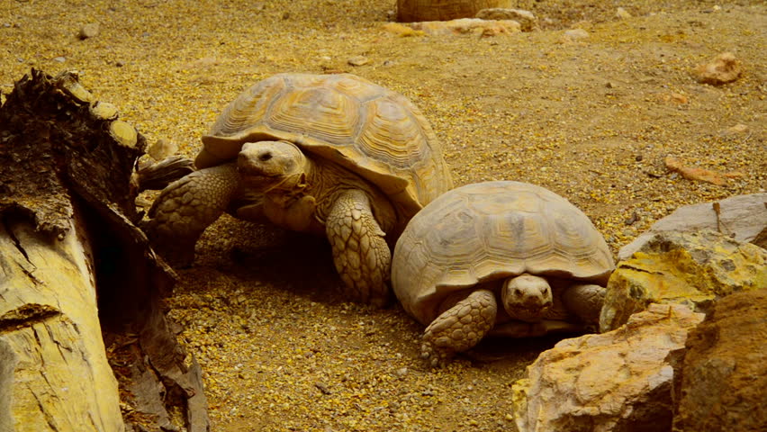 Черепахи пара. Пустынная черепаха встречается ли в России.