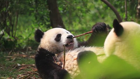 Two Chinese pandas eat bamboo, wildlife.