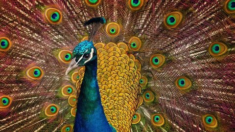 Peacock With Amazing Colorful Plumage