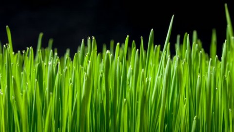 Growing green grass plant time lapse
