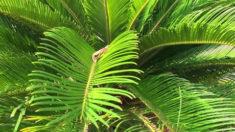 Sago Palm Close-Up