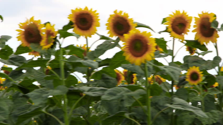 Sunflower in motion. Steady footage shot from the car