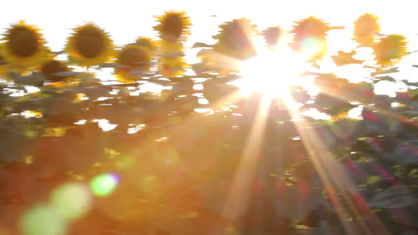 Sunflower in motion. Steady footage shot from the car