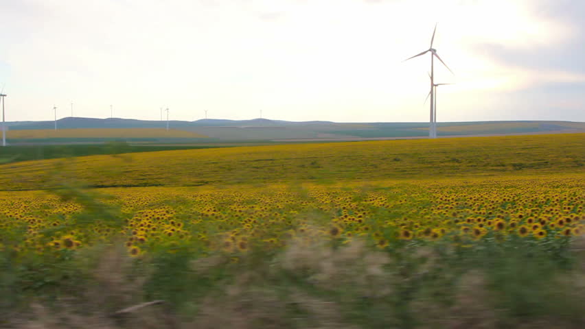 Sunflower field. Steady footage shot from the car
