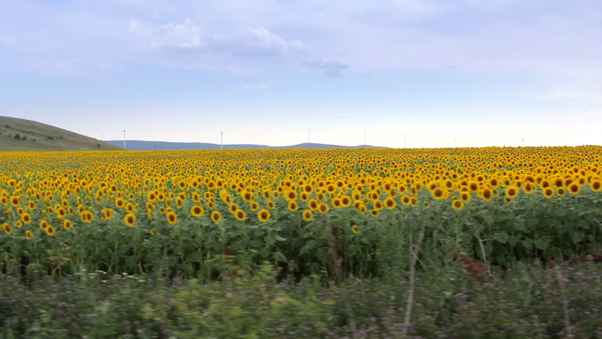 Sunflower field. Steady footage shot from the car