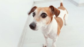 Adorable small dog Jack Russell terrier looking to the camera, wagging (shaking) tail and exciting smiling. Happy pet video footage
