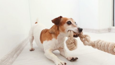 Adorable small dog snatches a toy from hand rope knots. An active pup Jack Russell terrier is a funny game. Video footage. Tug of War