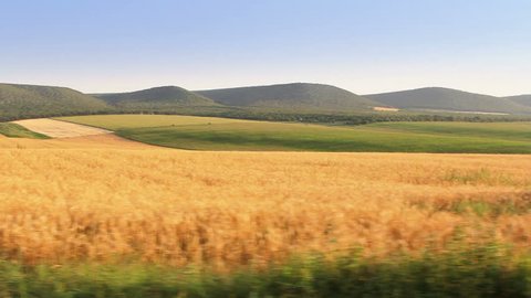 Wheat field. Steady footage shot from the car