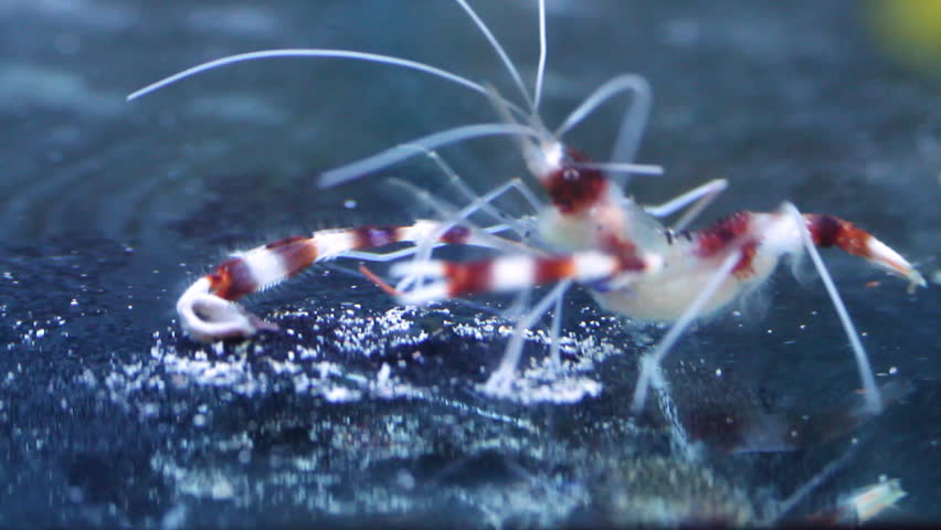 Crystal Red Dwarf shrimp in a Fish Tank