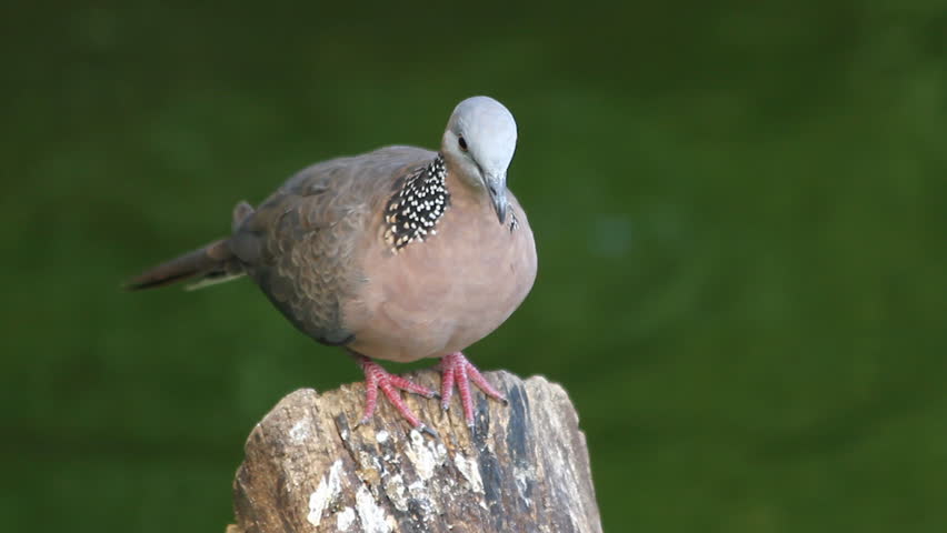 Spotted Dove (Streptopelia chinensis)