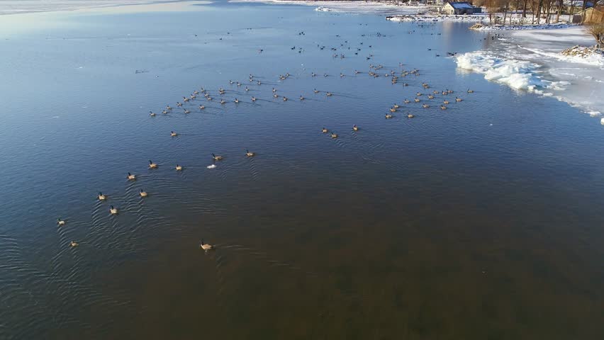 Stunning slow motion wildlife footage, hundreds of geese taking flight into the sunrise.