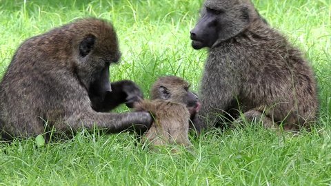 A Wild Family of Olive Baboons (Papio anubis) Groom Each Other at Lake Nakuru in Kenya, Africa. Adults and babies are seen.