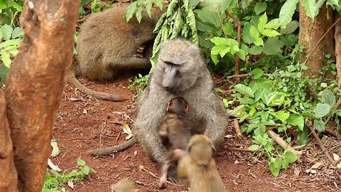 A Wild Family of Olive Baboons (Papio anubis) Play Around and Fight in Kenya, Africa. A baby baboon takes centre stage here when it climbs on its mother for safety.