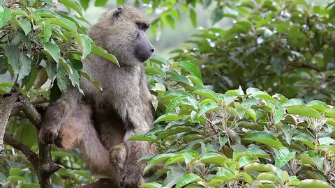 A Wild Olive Baboon (Papio anubis) Perches in a Tree in Kenya, Africa.