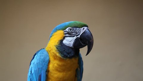 Cute colorful parrot