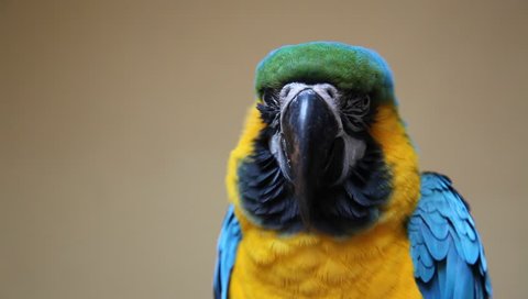 Cute colorful parrot
